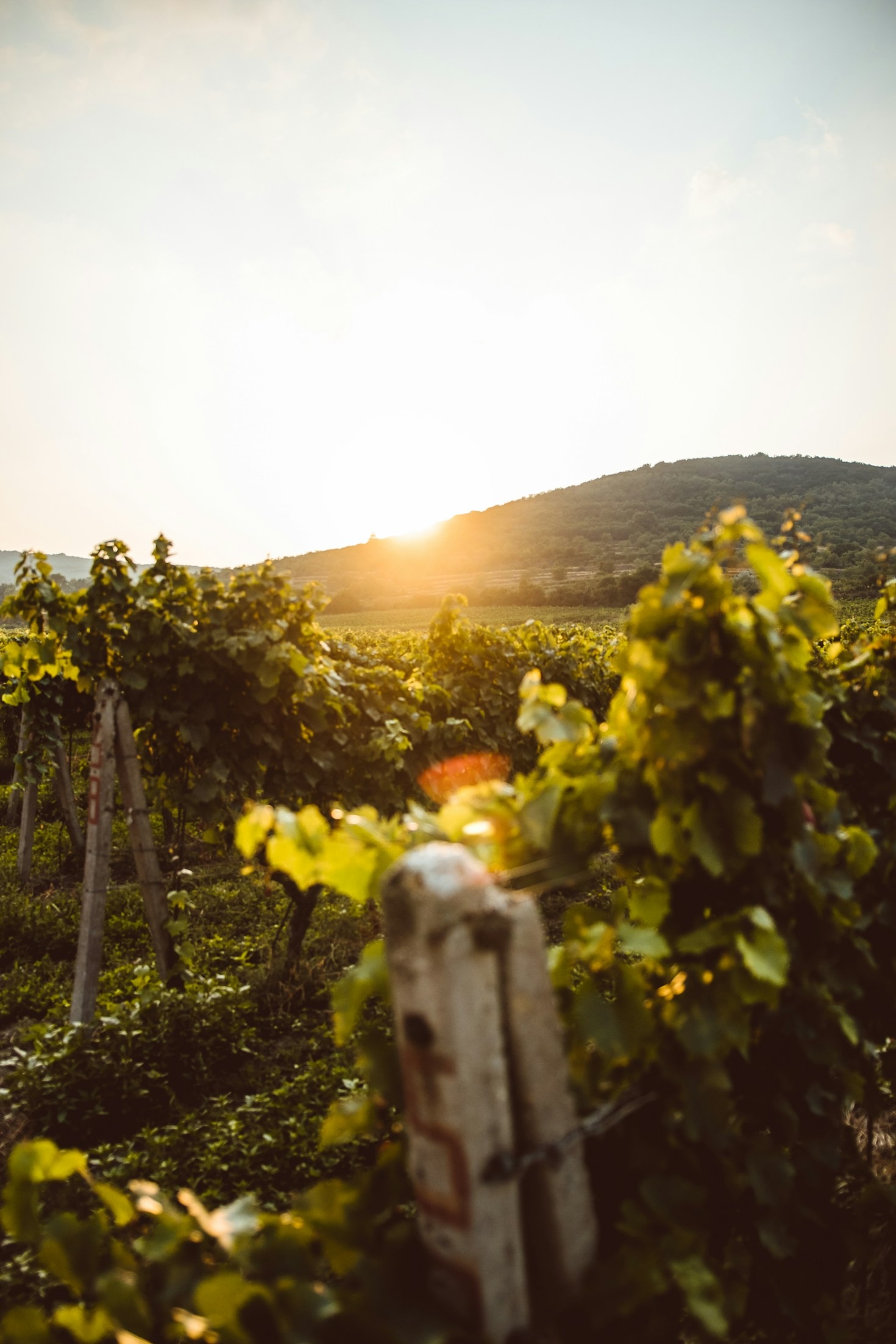 I segreti della vinificazione artigianale